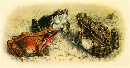 'Common Frogs', 1908, (1943).  Creator: Unknown.