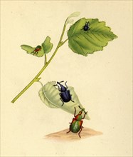 'Birch Weevils: Curculio betulae', 1794, (1945).  Creator: Edward Donovan.
