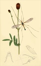 'Crane-Fly: Tipula longicornis', 1834, (1945).  Creator: John Curtis.