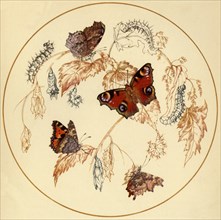 'Peacock, Smalll Tortoiseshell and Comma Butterflies...', c1930s, (1945).  Creator: Vere Temple.