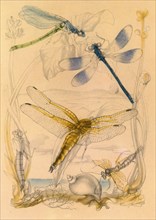 Dragonflies, c1930s, (1945). Creator: Vere Temple.