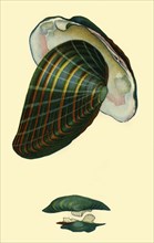 Freshwater mussel, 1801, (1946).  Creator: Unknown.