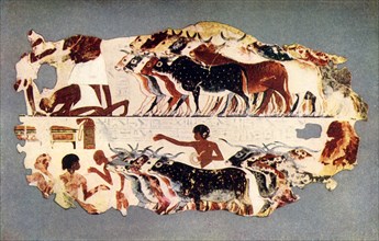 'Scene representing the driving of a large herd of cattle on an Egyptian farm', c1350 BC, (1915.) Creator: Unknown.