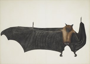 Great Indian Fruit Bat, ca. 1777-82. Creator: Bhawani Das.