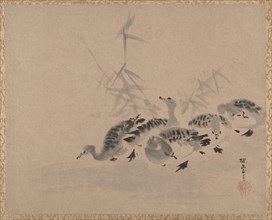 Ducks and Reeds, ca. 1650. Creator: Kanô Tan'yû.