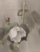 Cotton Rose Mallows in the Rain, ca. 1891-92. Creator: Okada Baison.
