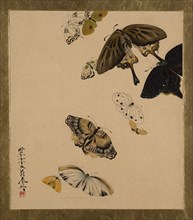 Lacquer Paintings of Various Subjects: Butterflies, dated 1881. Creator: Shibata Zeshin.