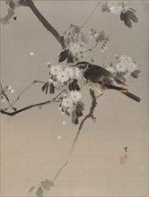 Birds on a Flowering Branch, ca. 1887. Creator: Watanabe Seitei.