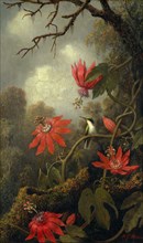 Hummingbird and Passionflowers, ca. 1875-85. Creator: Martin Johnson Heade.