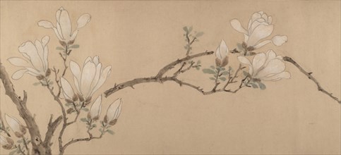 Magnolia, dated 1549. Creator: Unknown.