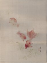 Goldfish, ca. 1887. Creator: Watanabe Seitei.