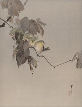 Birds on a Branch, ca. 1887. Creator: Watanabe Seitei.