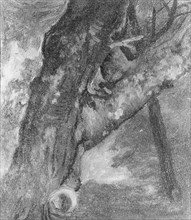 Study of a Tree, ca. 1864. Creator: Albert Bierstadt.