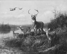 On the Qui Vive, Buck and Three Does, 1871. Creator: Arthur Fitzwilliam Tait.
