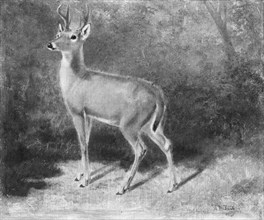 Deer?Sketch from Nature, ca. 1882. Creator: Arthur Fitzwilliam Tait.