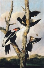 Ivory-billed Woodpeckers, ca. 1830-31. Creator: Joseph Bartholomew Kidd.
