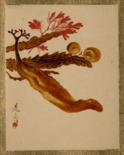 Seaweed. Creator: Shibata Zeshin.