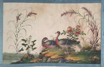Album Containing Twelve Paintings of Birds, 19th century. Creator: Unknown.