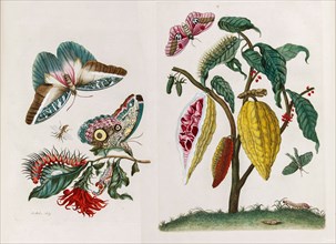 From the Book Metamorphosis insectorum Surinamensium, 1705. Creator: Merian, Maria Sibylla