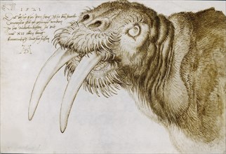 Head of a Walrus , 1521. Creator: Dürer, Albrecht