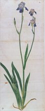Iris germanica, ca 1503. Creator: Dürer, Albrecht