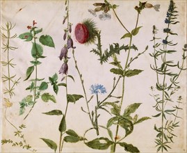 Eight Studies of Wild Flowers, ca 1515-1520. Creator: Dürer, Albrecht