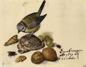 Still Life with Blue Tit, Shells, Fruits and Insects, 1629. Creator: Flegel, Georg