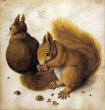 Two squirrels. Creator: Hoffmann, Hans