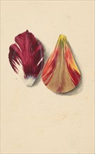 Two tulip leaves. Creator: Merian, Maria Sibylla