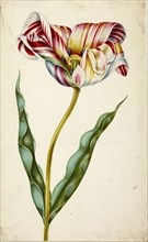 Tulip, c. 1660. Creator: Braun, Johann Bartholomäus