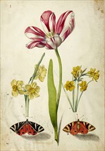 Tulip, Narcissus and Butterflies, c. 1660. Creator: Braun, Johann Bartholomäus (1626-1684).