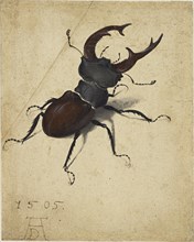 Stag Beetle, 1505. Creator: Dürer, Albrecht