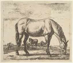 Grazing Horse, from Different Animals. Creator: Adriaen van de Velde.