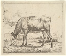 Grazing Calf, from Different Animals, 1658. Creator: Adriaen van de Velde.