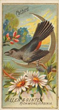 Catbird, from the Birds of America series