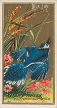 Blue Jay, from the Birds of America series (N4) for Allen & Ginter Cigarettes Brands, 1888. Creator: Allen & Ginter.