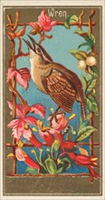Wren, from the Birds of America series