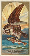 Osprey, from the Birds of America series