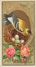 Goldfinch, from the Birds of America series