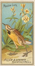 Meadow Lark, from the Birds of America series