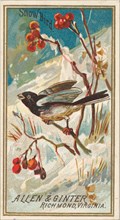 Snow Bird, from the Birds of America series