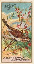 Song Sparrow, from the Birds of America series