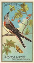 Swallow-tailed Flycatcher, from the Birds of America series (N4) for Allen & Ginter Cigare..., 1888. Creator: Allen & Ginter.