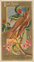 Wood Thrush, from the Birds of America series