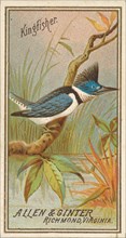 Kingfisher, from the Birds of America series (N4) for Allen & Ginter Cigarettes Brands, 1888. Creator: Allen & Ginter.
