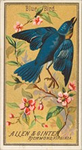 Blue Bird, from the Birds of America series