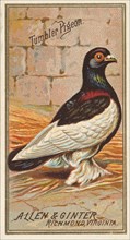 Tumbler Pigeon, from the Birds of America series (N4) for Allen & Ginter Cigarettes Brands, 1888. Creator: Allen & Ginter.