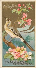 Mockingbird, from the Birds of America series
