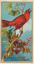 Red Bird, from the Birds of America series (N4) for Allen & Ginter Cigarettes Brands, 1888. Creator: Allen & Ginter.