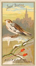 Snow Bunting, from the Birds of America series